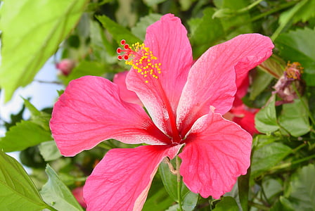 Hibiscus, flor, tropical, naturaleza, rosa, al aire libre, planta