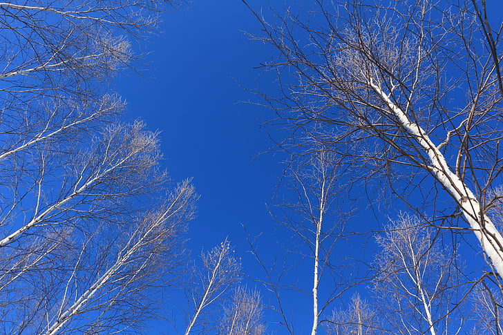 KPT, biru, langit, hutan pohon birch, batang, lurus