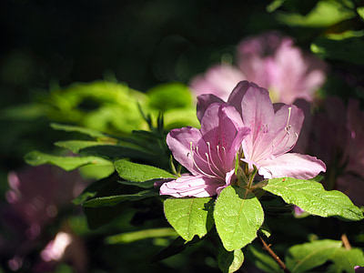 rhododendron, flowers, plant, ericaceae, pink flower
