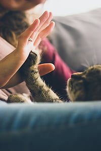 แมว, คน, เล่น, สัตว์เลี้ยง, อุ้งเท้า, มีความสุข, ความรัก