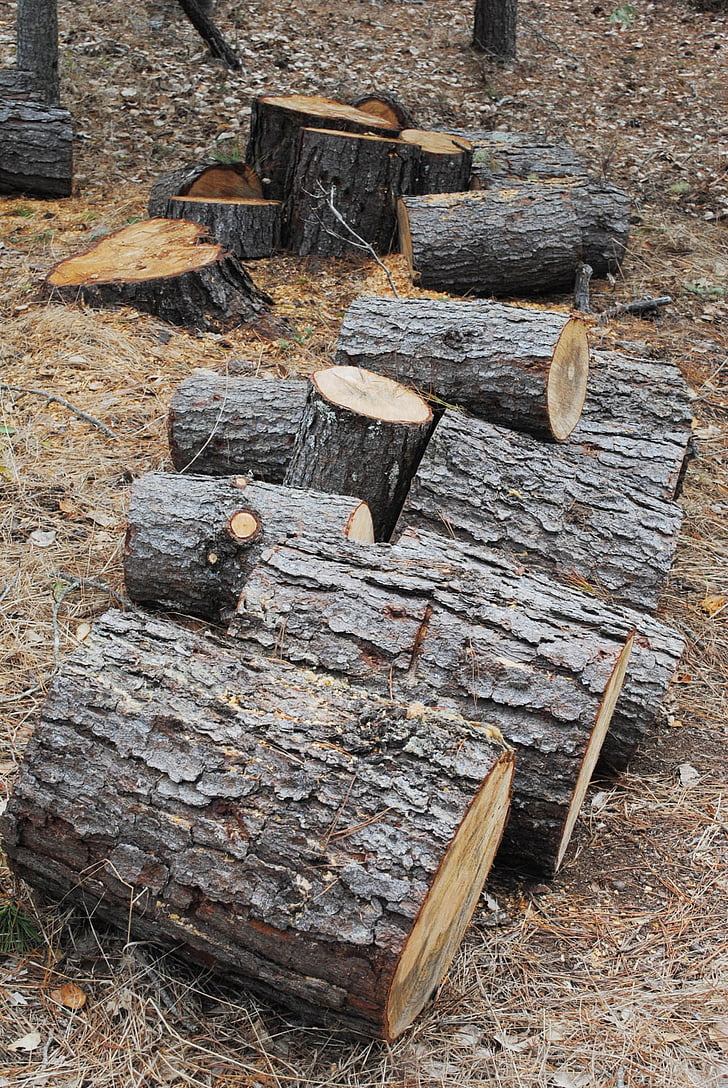 tree, logs, lumber, wood, forest, environment, logging