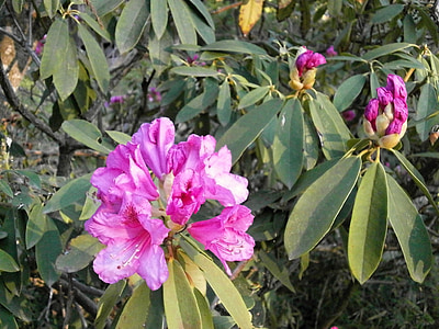 Rhododendron, pavasara ziedi, ERICACEAE, rozā, dārza, ziedi