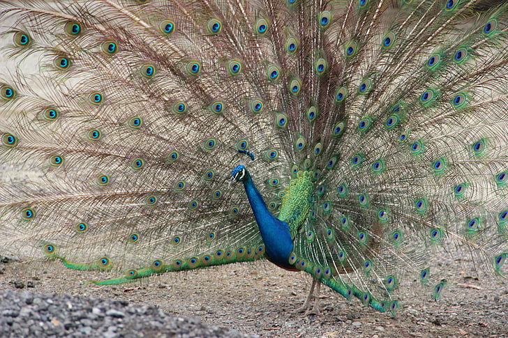 peacock, ave, feathers