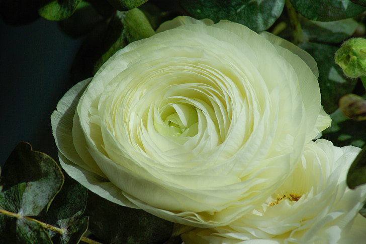 flower, buttercup, petals, white