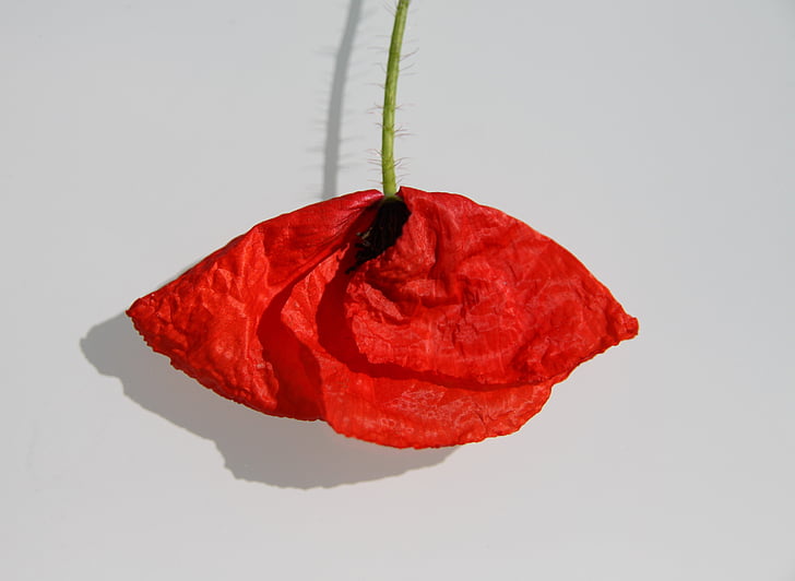 Rosella, vermell, conceptual, Art, flor, natura, primavera