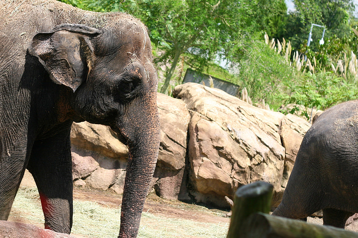 Elefanten, Tiere, wildes Leben, Zoo-Tiere, Afrikanische Tiere, Zoo