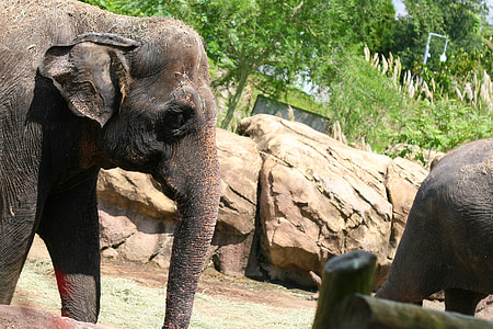 slony, zvieratá, Divoký život, zoo zvieratá, africké zvieratá, Zoo