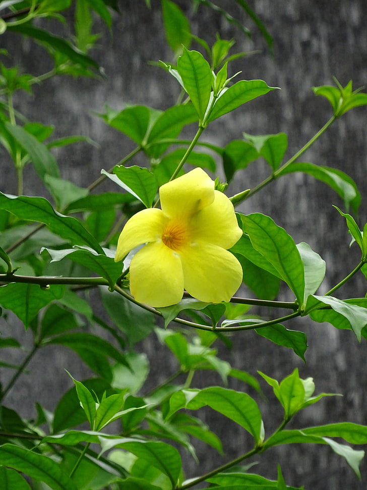 Κίτρινο, λουλούδι, κίτρινα άνθη, φύση, άνθος, φυσικό, φύλλο