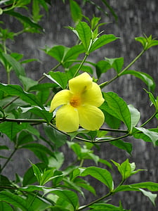 노란색, 꽃, 노란색 꽃, 자연, 꽃, 자연, 잎