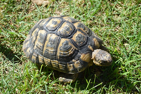 Kaplumbağa, Mağribi kaplumbağa, Yunan kaplumbağa