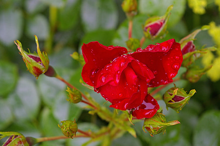 punane roos, tõusis, õis, Bloom, roosa õitega, aroom, Ilu