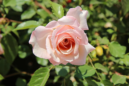Rose, cvetje, narave, bledo, roza, poletje, ozadje