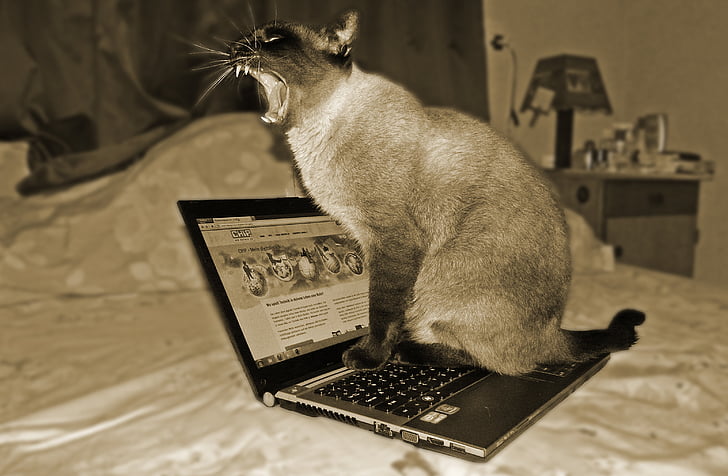 kočka, přenosný počítač, domácí zvíře, zvíře, počítačové vědy, kočka domácí, Domácí zvířata