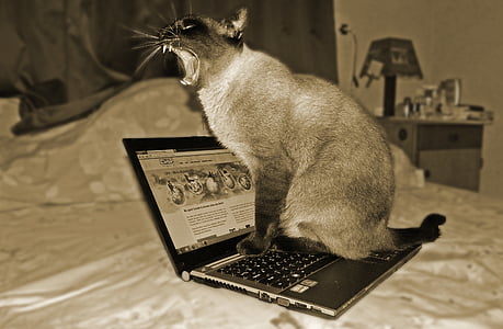 katė, nešiojamas kompiuteris, naminių gyvūnėlių, gyvūnų, kompiuterių mokslas, naminė katė, augintiniai