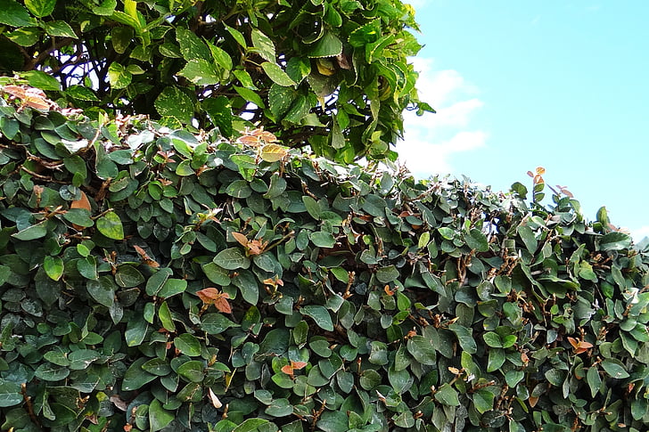 Ficus pumila, snikende fig, klatring fig, fiken, anlegget, Vine, klatrer