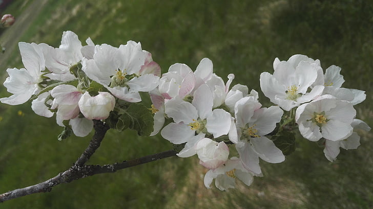 albero di mele, bianco, fiore bianco