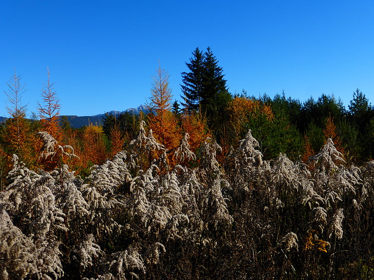 rudens, atstāj, meža, meža biezoknī, rudenī zaļumiem, rudens krāsu, zelta rudens