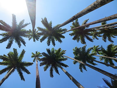 zaļa, kokosrieksts, koki, koks, Palm tree, Palma, debesis