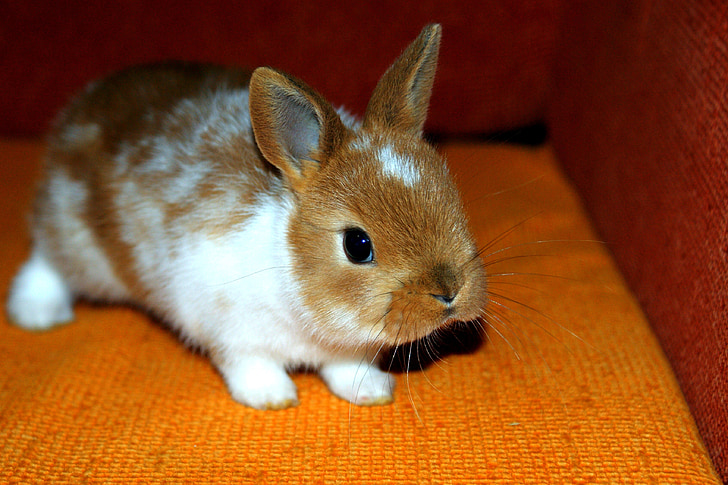 Bunny, décoratifs, Page d’accueil, animal