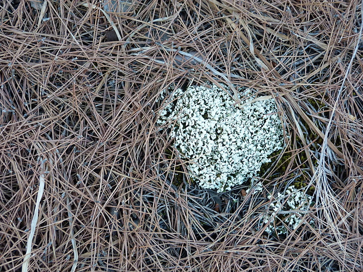 lichen, nature, ecology