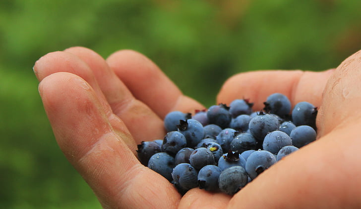 blueberries, harvest, collect, pick, berries, delicious, sweet