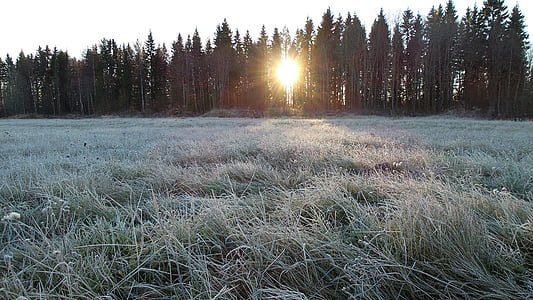Frost, Vinter, kalde, sesongen, isete, frosset, skog