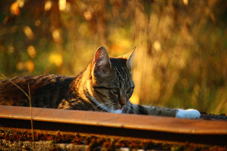 кішка, Осінь, друзі по переписці, Вечірній світло, кошеня, колір восени