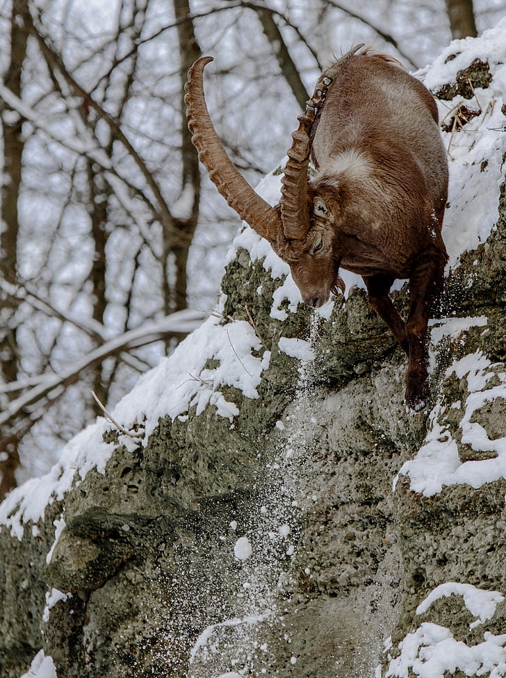 capricorn, alpine ibex, goat-like, rock, jump, snow, alpine