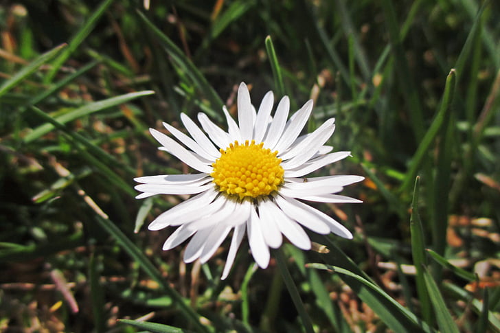 flower, spring, white