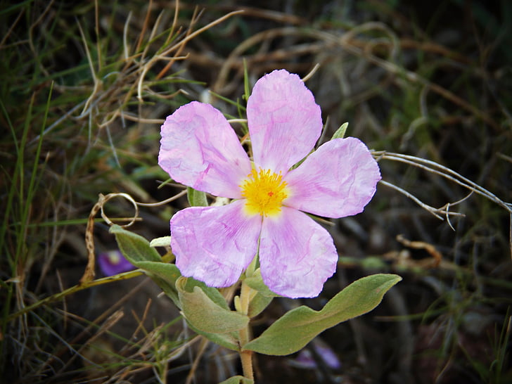 bílá jara, Cistus albidus, Wild flower, Středomořská, Hora, Rosa, pestíky
