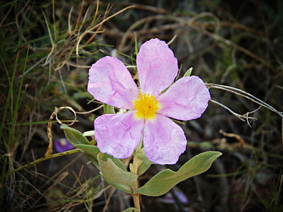 fehér jara, Cistus albidus, Wild flower, mediterrán, hegyi, Rosa, termő