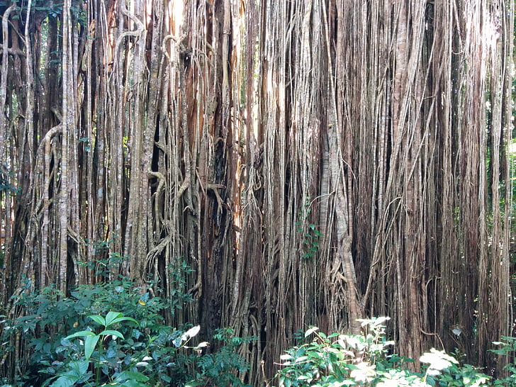 raízes, Figueira, árvore, floresta, planta, tropical, porta-malas