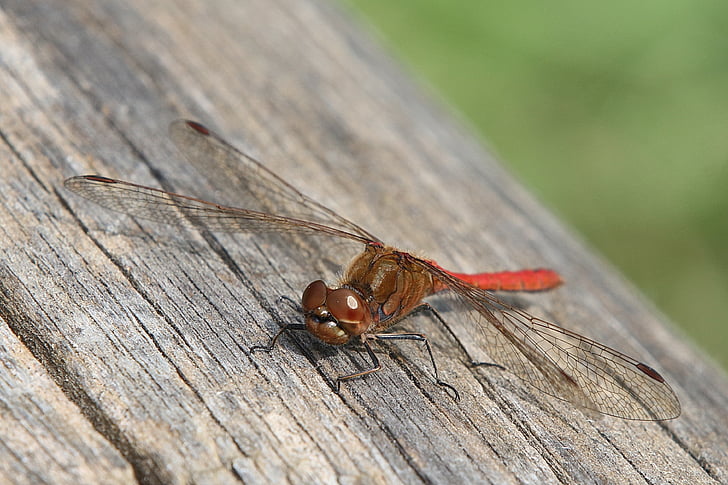 Dragonfly, punainen, makro, Luonto, hyönteinen, Predator, Crimson heidelibelle
