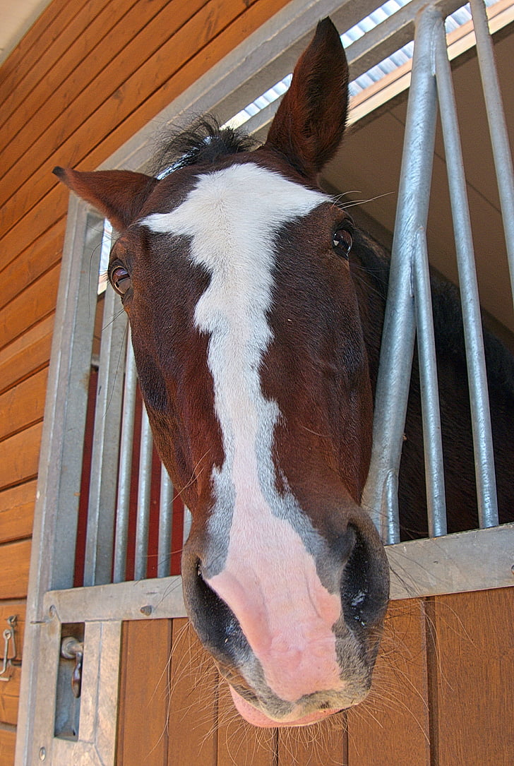horse, horse head, reiter, stall