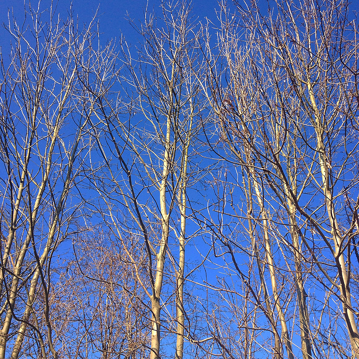 spring, trees, sky