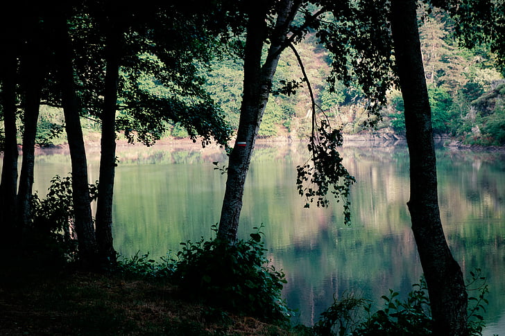 contrasten, Lake, licht terug, idyllische, wandelen, sfeer, ochtend