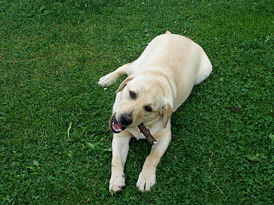cão, Labrador, ouro, jogando, filhote de cachorro
