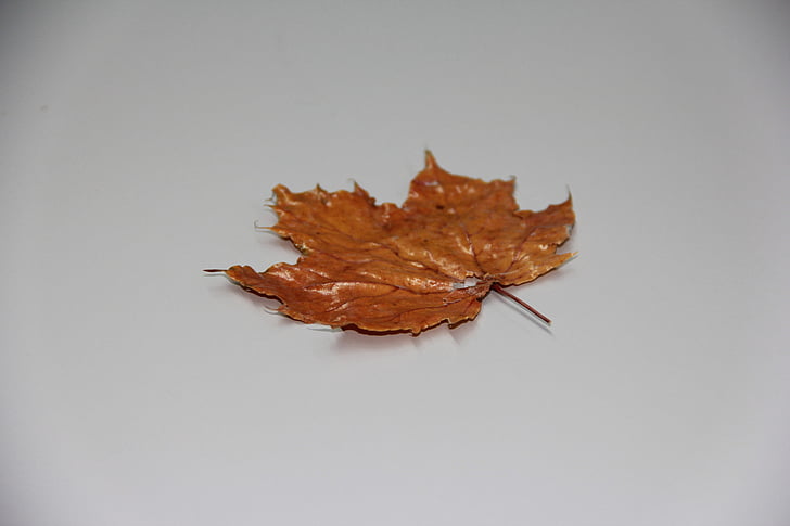 höstlöv, Leaf, hösten