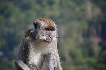 마 카 크, 원숭이, 동물, 포유 동물, 자연, 혹, 동물원