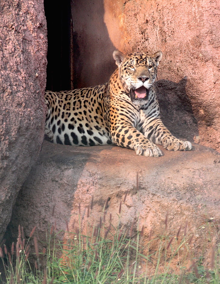 Jaguar, állat, húsevő, macska, dzsungel, India, vadon élő állatok