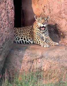 Jaguar, animal, carnívoro, gato, selva, India, flora y fauna