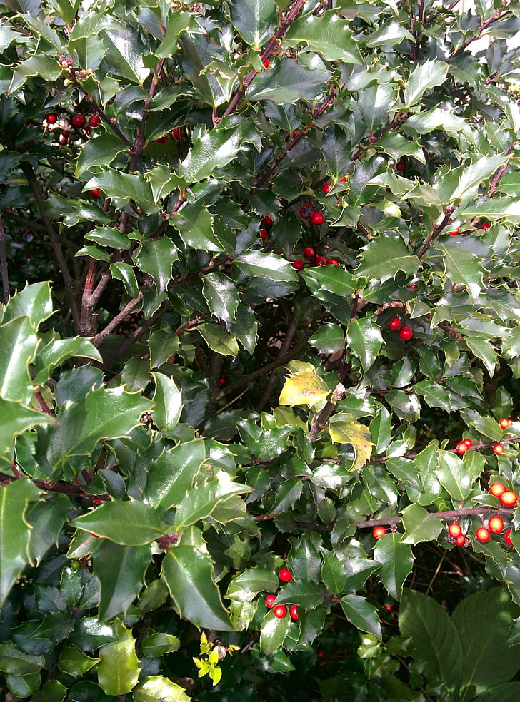 Holly, μούρα, εξωτερική, κόκκινο, πράσινο, φύση, φυτό
