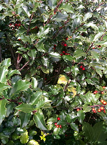 Holly, jagody, odkryty, czerwony, zielony, Natura, roślina