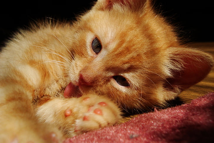 kitten, cat, rudy, small, pet, charming, cat's eyes