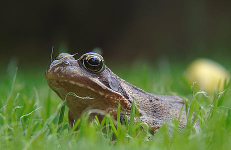 Frog pond, βάτραχος, αμφίβιο, Κήπος, υδρόβια ζώα, ζώο, φύση