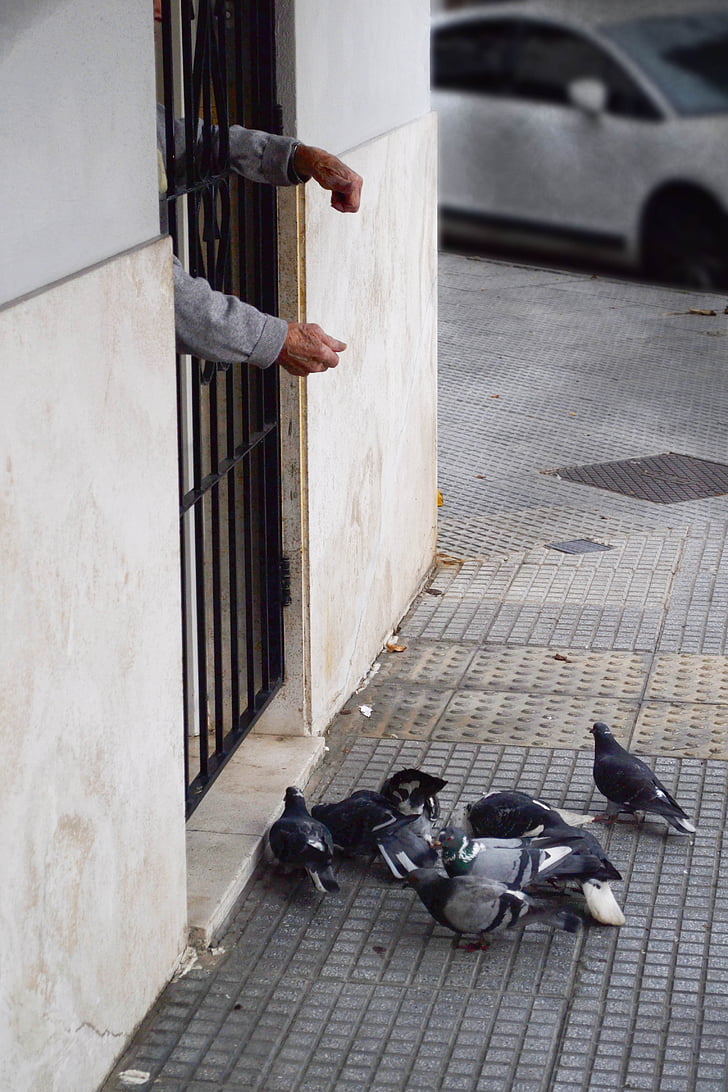 pigeons, birds, elderly, dom