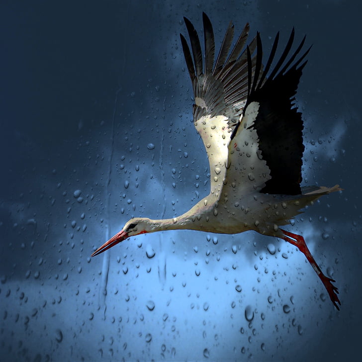 животинска фотография, птичи, птица, лети, облачно, дъждовните капки, вали