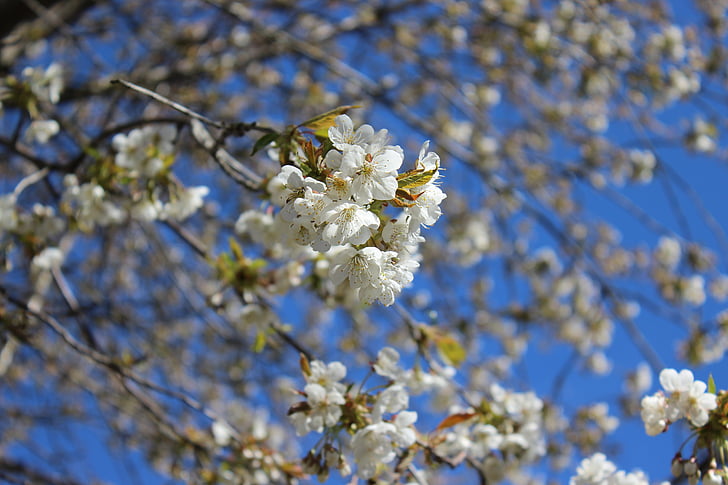 kiraz ağaçları, yakın çekim çiçek, Bahar, beyaz çiçek