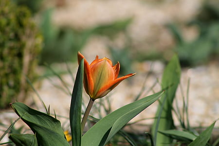 tulipán, tavaszi, tavaszi előfutára, virág, Blossom, Bloom, növény