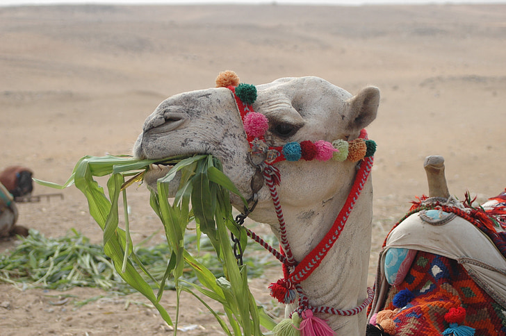 Camel, Egypten, öken, turism, Oasis, Nilen, kulturer